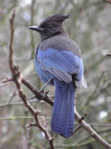 Steller Jay