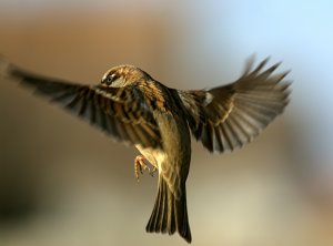 Hovering Sparrow