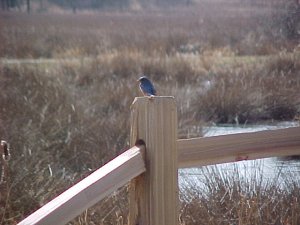 Easten Bluebird