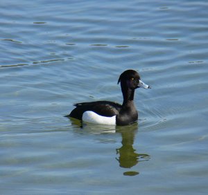 A Common Diving Duck