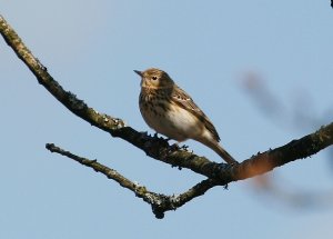 A Pipit in a Tree