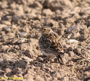 Skylark