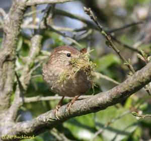 Wren with Moss