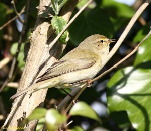 chiffchaff