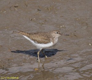 Common Sandpiper