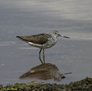 Greenshank