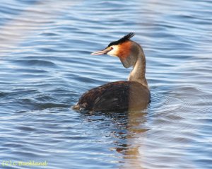 Grear Crested Grebe
