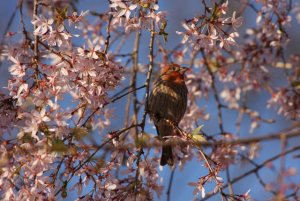 Male House Finch In Weeping Cherry Tree
