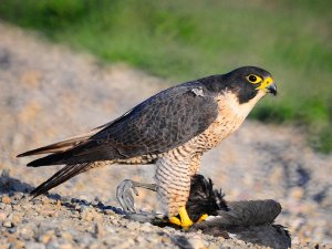 Peregrine Falcon with Dinner