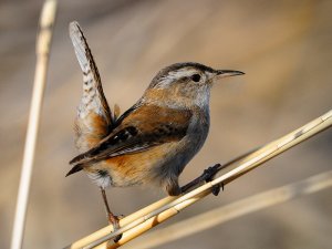 Marsh Wren - Displaying