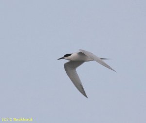 Sandwich Tern Flight