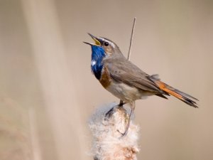 Bluethroat