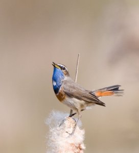 Bluethroat