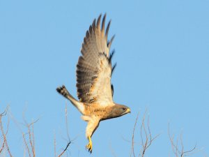 Swainson's Hawk Taking Flight