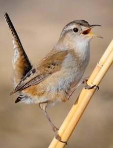 Marsh Wren on Display