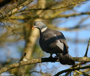 Wood Pigeon