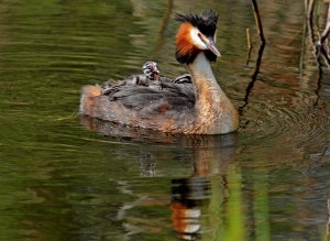 Great Crested Grebe and Chick