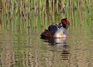 Great Crested Grebe and Chick 2