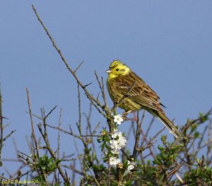 Yellowhammer