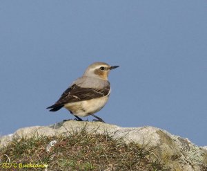 Wheatear