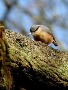 Nuthatch