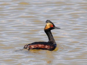 Red Eyes - Eared Grebe