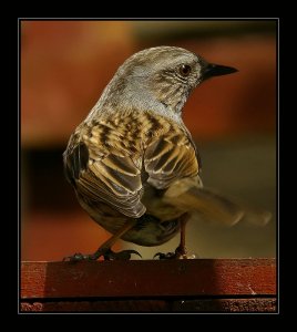 Dunnock