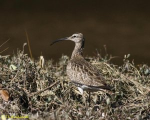 Whimbrel