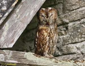 Tawny Owl