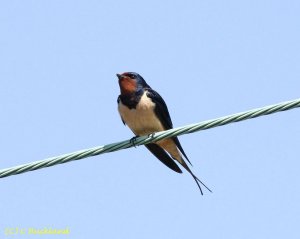 Barn Swallow