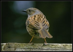 Dunnock