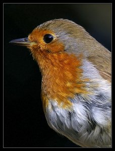 Robin Portrait