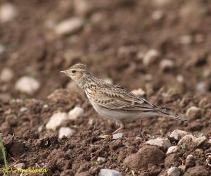 Skylark