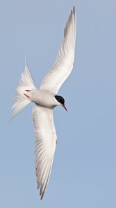 Common Tern