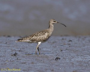 Whimbrel