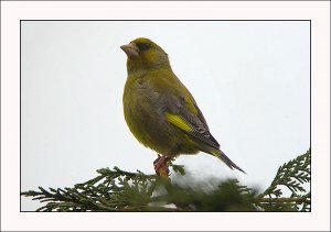 Greenfinch