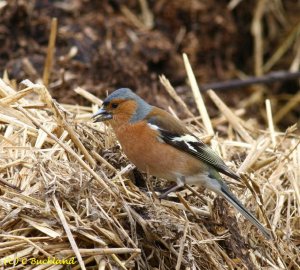 Male Chaffinch