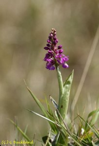 Early-Purple Orchid