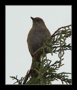 Grey Bird For A Grey Day