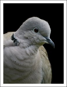 Dove Portrait