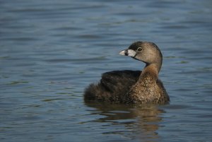 Pied-billed Grebe