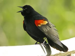 Red-winged Blackbird