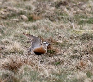 dotterel (ready for a sretch)