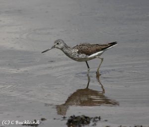 Greenshank