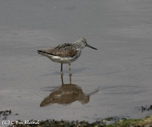 Greenshank