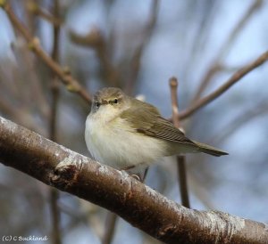 Chiffchaff