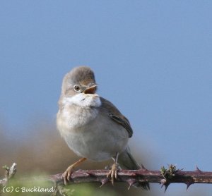 Common Whitethroat