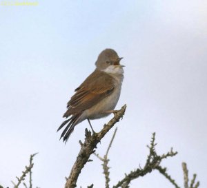 Common Whitethroat