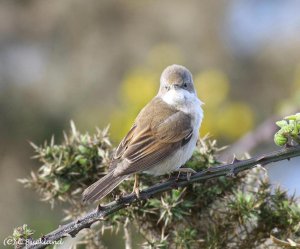 Common Whitethroat