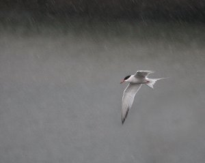 Storm Tern